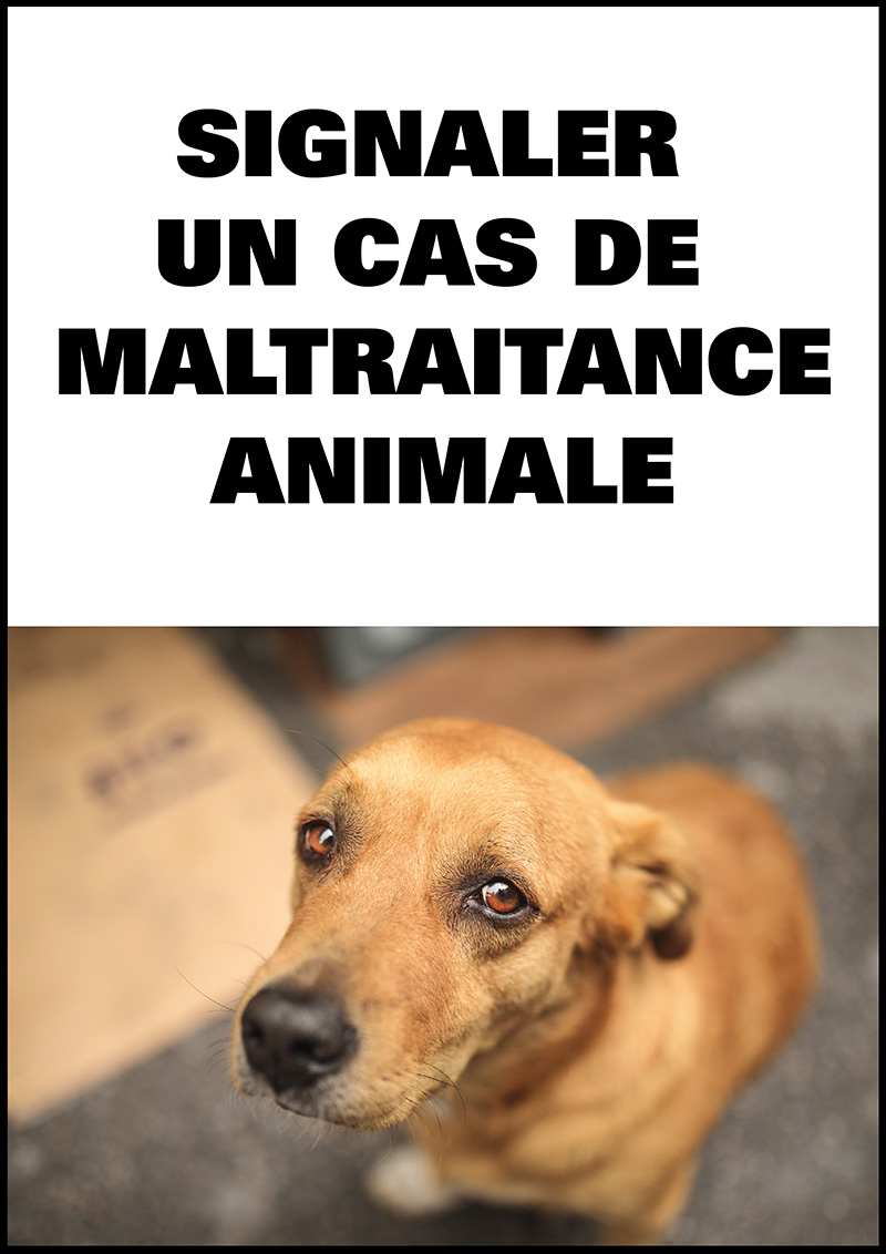 Maltraitance animale